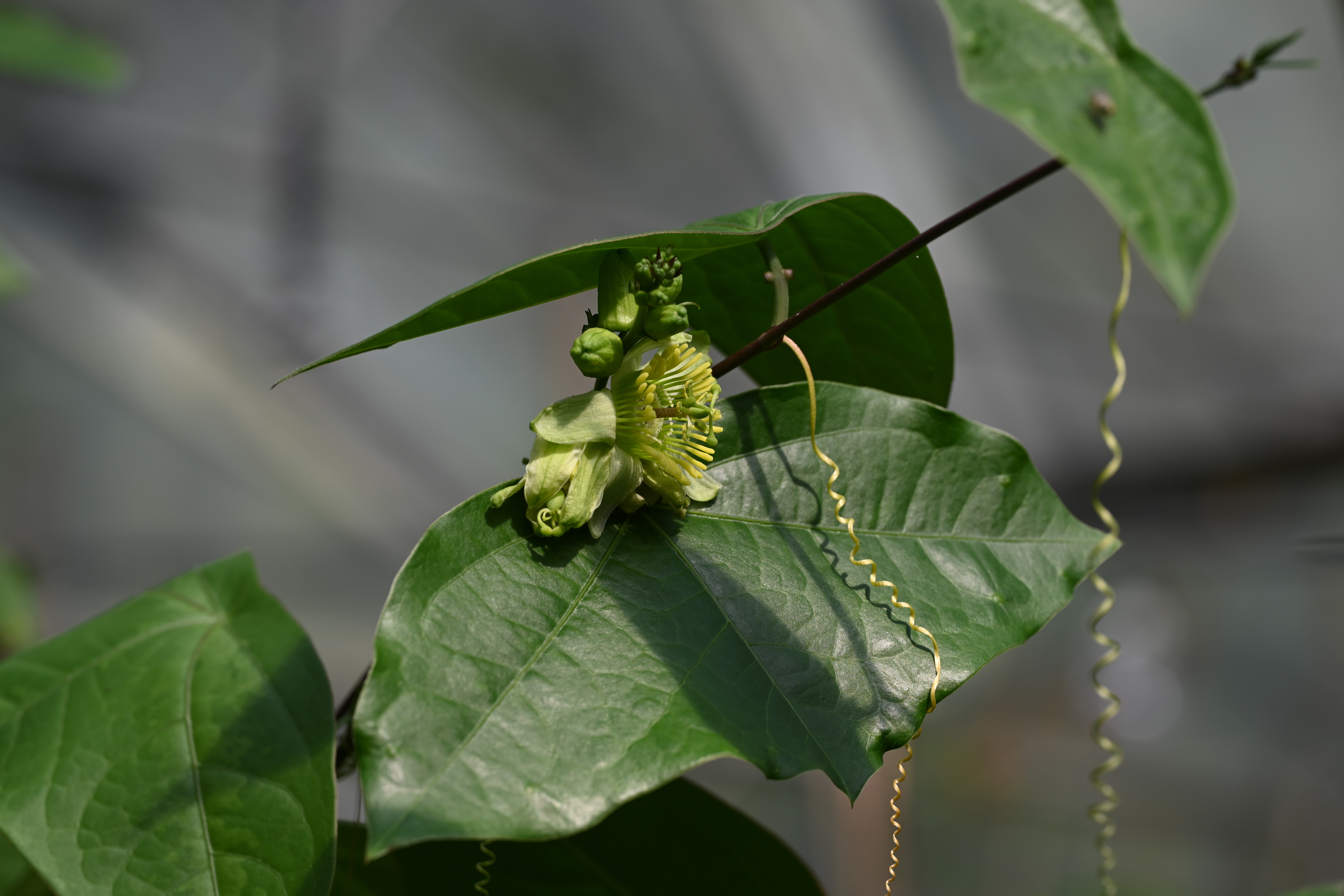 Passiflora megacoriacea