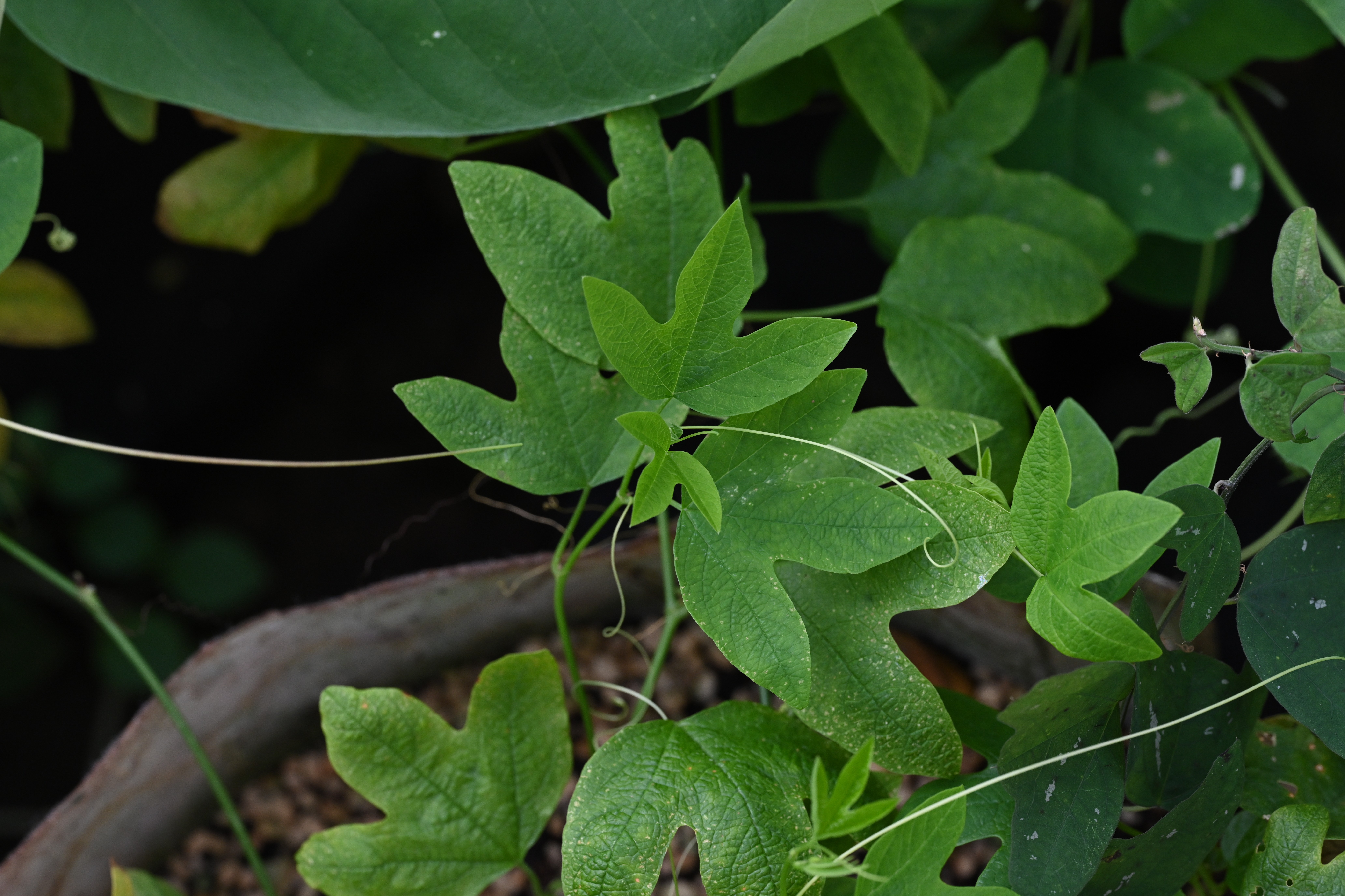 Passiflora cinnabarina