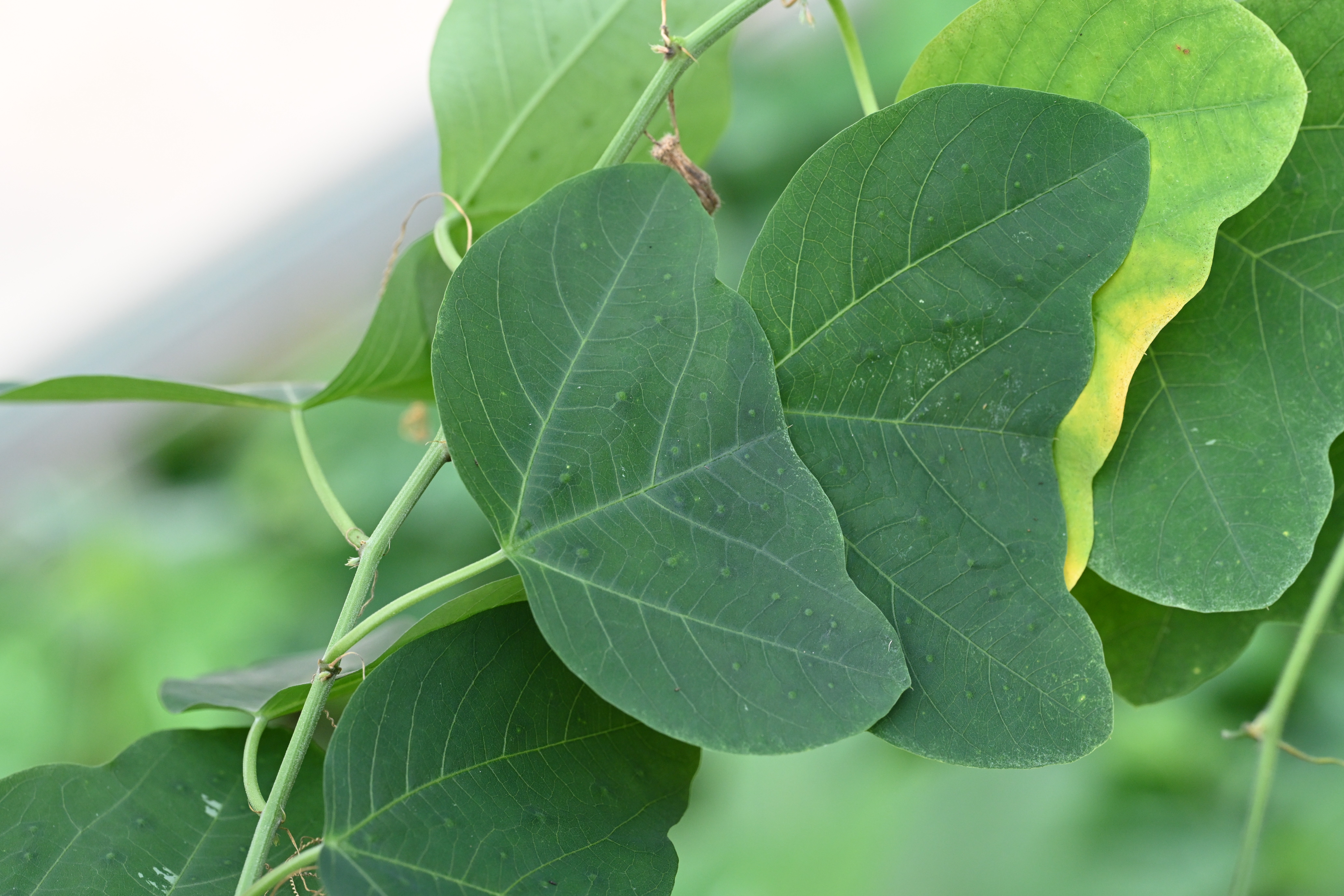 Passiflora colinvauxii
