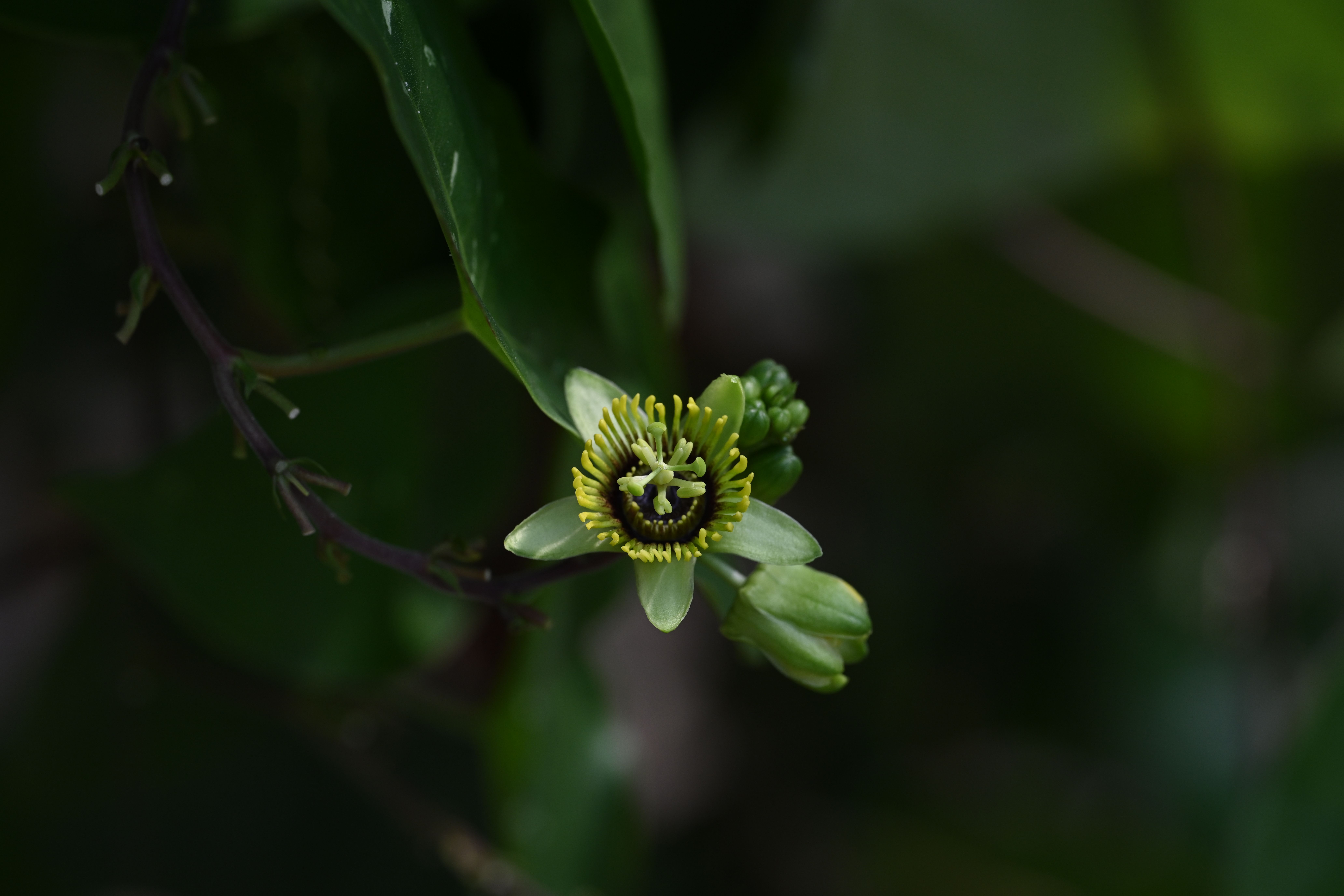 Passiflora sexocellata
