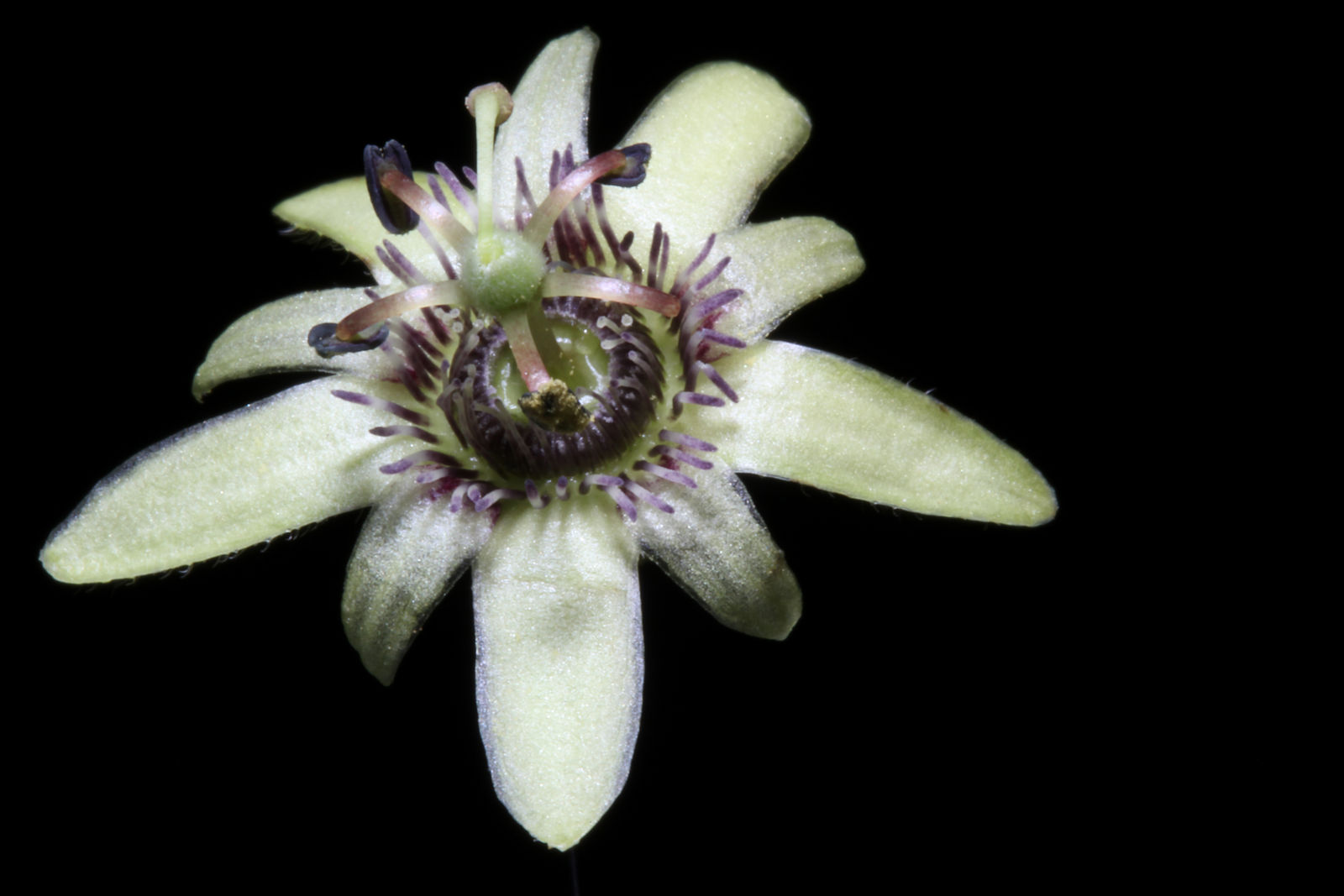 Passiflora sexflora